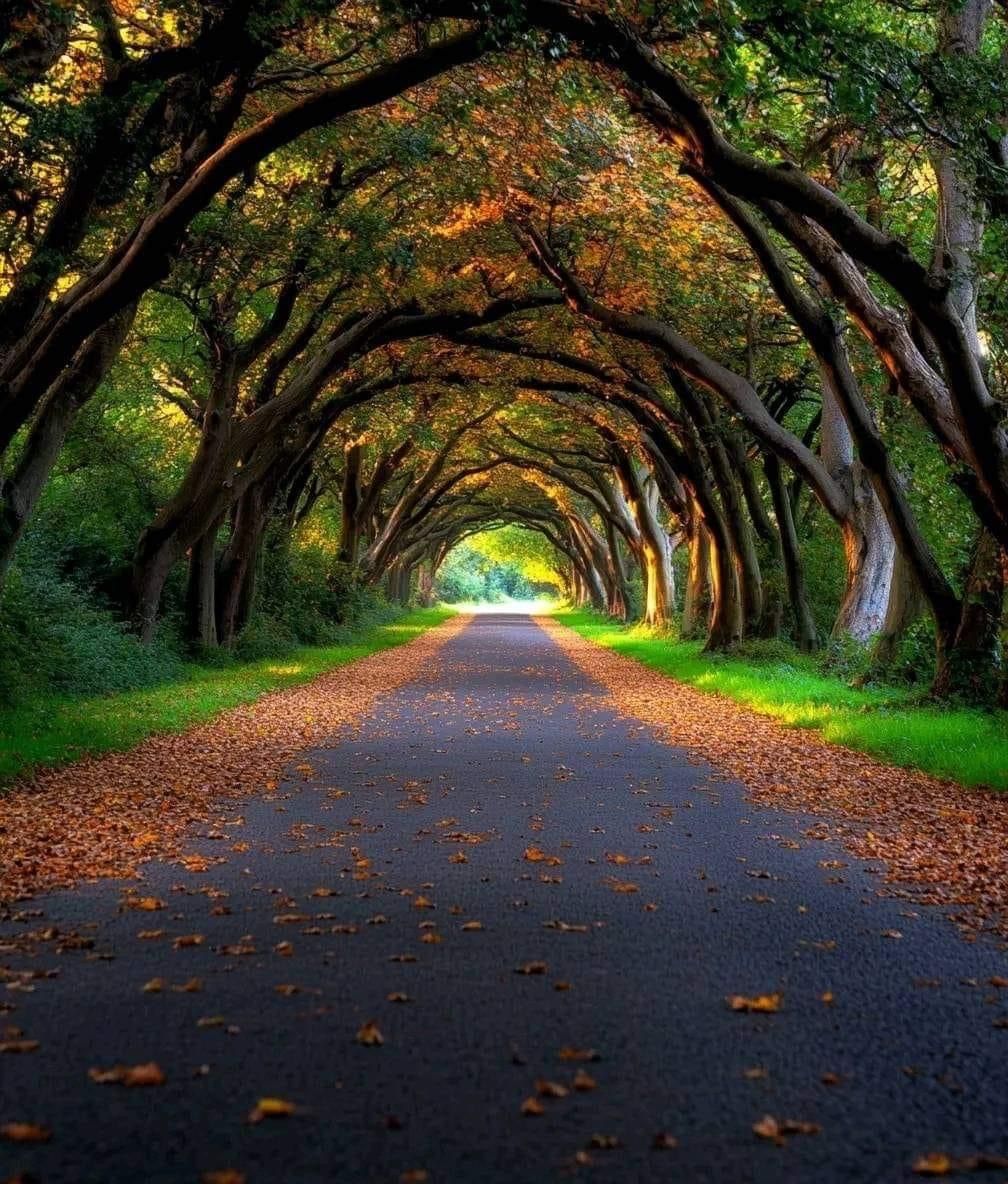 Illustration of a tree-lined outdoor trail beneath an open sky